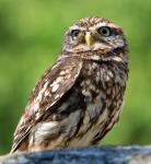 Portrait Little Owl