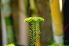 Długie młode rośliny