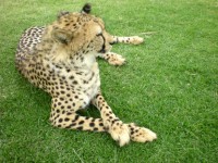 Liegen cheetah