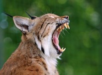 Lynx oder Bobcat