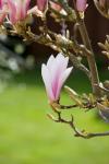 Magnolia Tree Bloom