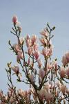 Magnolia Tree Flowers