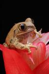 Gemarmerde Reed Frog