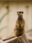 Portret Meerkat
