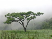 Misty árbol