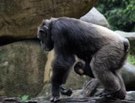 Mama și copilul cimpanzeu