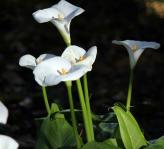 Narcissus Flower 2