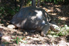 Tortuga vieja en Melbourne Zoo