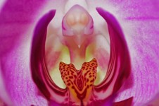 Orchid -  Macro