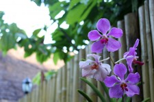 Orchidées dans mon arrière-cour