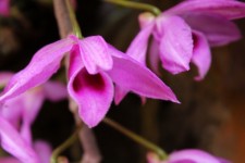 Orkidéer i min bakgård 2