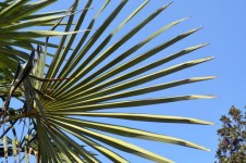 Palmblätter