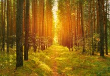Path az erdőben