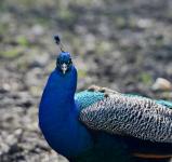 Peafowl Peacock - detalii