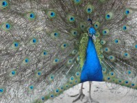 Peacock bez nevěsty