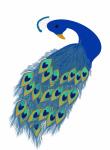 Peacock Vogel Clipart