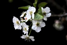 Birnbaum Blüte