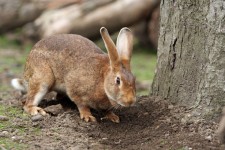 Pet Bunny Rabbit