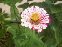 Fiore rosa e bianco