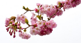 Pink Blossom Flowers Isolated