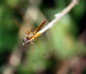 Pink Dragonfly Aufenthaltes im Stick