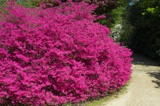 Pink Kvetoucí Bush