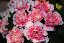 Flori roz 8