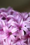Pink hyacint