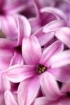 Pink Hyacinth II