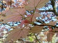 Pink Maple # 1