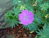 Pink "musk mallow" Blume