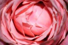 Rózsaszín rózsa 2