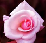Rózsaszínű, rózsa 3