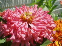 Roze Zinnia Close-up