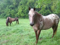 Pinto Horse na pastvině