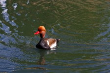 Pochard Duck