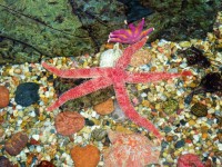 Hübsche Starfish
