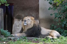Büszke Male Lion