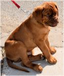 Dogue de Bordeaux puppy 1