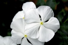 Pureza da flor branca