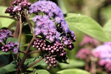 Purple Daisy Flower