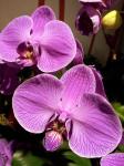 Purple Orchid Flower Petal