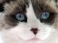 ラグドール猫の顔