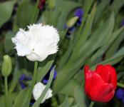 Red And White Tulip