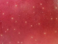 Red Apple skin close up