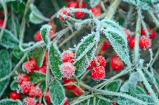 Red Berries - Frost