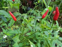 Red Chilli Plant