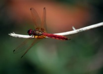 Red dragonfly staying at stick