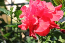 Rosu floare 5