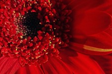 Röd blomma - makro